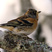 Brambling